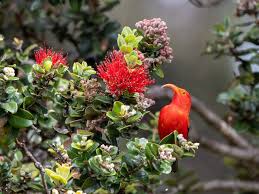 Image result for Disperis sp. nov. aff. macowanii