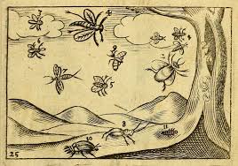 Joh Amos Commenii Orbis Sensualium Pictus Hoc Est Omnium Principalium In Mundo Rerum In Vita Actionum Pictura Nomenclatura Comenius Johann Amos Picture Book Children S Picture Books Drawing Prints