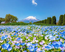 山中湖 花の都公園（AI 生成）