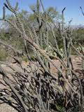 Cholla infested with cochineal scale. Controlling Cochineal Insects On Cholla Cactus Npin