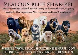 We did not find results for: Welcome To Zealous Blue Shar Pei North Carolina Shar Pei Puppies