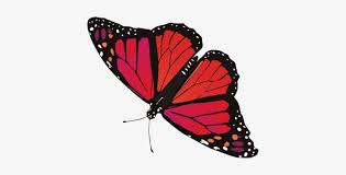 We provide home gardeners with pollinator safe native plants that support wildlife, are well adapted to the local environment, and are low maintenance. Transparent Background Red Butterfly Png Novocom Top