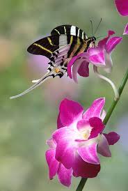 Black And White Striped Butterfly With Long Tail The Giant Swordtail Butterfly Graphium Androcles On Orchid Females Are Relatively Larger Than Males The Base Of Th Beautiful Butterflies Butterfly Orchids