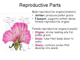 Sexual reproduction and flower parts. Reproduction In Flowering Plants 9 Ad Parts Of