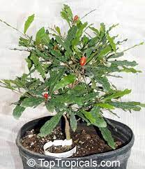 Miracle fruit, also known as miracle berry, is a small tropical fruit shrub native to ghana. Synsepalum Dulcificum Miracle Fruit Toptropicals Com