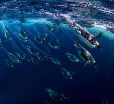 Emperor penguins are incredibly difficult to care for because they require an extremely controlled environment, particularly temperature. Top 10 Facts About Emperor Penguins Wwf