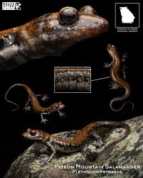 Image result for Pycnostachys orthodonta