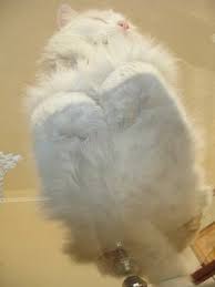 10 Cats On Glass Tables Cats On Glass Tables Cat Sitting Cats