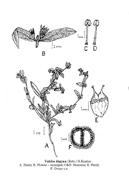 Image result for Vahlia digyna