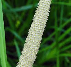Image result for Calamus deerratus