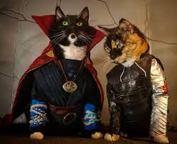 Cat Cosplay Dr Strange And Winter Soldier Cat Cosplay Cute Animals Cats
