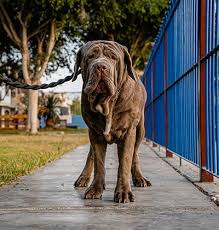 Osyris' mayhem of mistytrails at 3 months and 50 lbs.—look at the height difference between the black railing and his head, and the ratio of his paws to his size now from this pic and the 4 month pic below. Neapolitan Mastiff Puppies For Sale From Award Winning Kennels