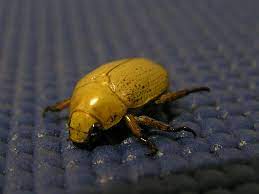 Check spelling or type a new query. Christmas Beetle Wikipedia