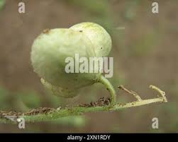 Image result for Dipcadi platyphyllum