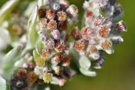 Image result for Vellereophyton dealbatum