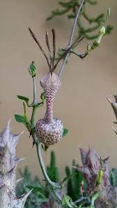 Image result for Ceropegia albipilosa
