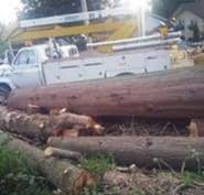 Call jim's tree service first for all of your tree service needs! Jim S Tree Service Opening Hours Aldergrove Bc