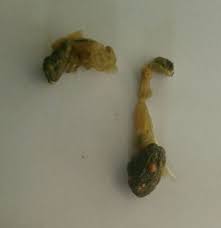 Urin Und Kottelkunde