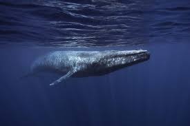 Humpback females are larger than their male counterparts. Record Breakers Whale Dolphin Conservation Usa