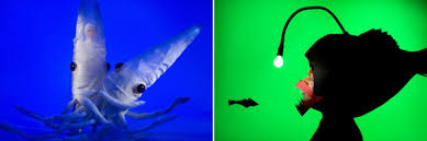 See more ideas about isabella rossellini, isabella, ingrid bergman. Kelly Alba On Green Porno 2 Artforum International