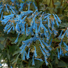 Image result for Corydalis
