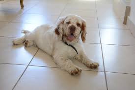 Image result for clumber španěl lov