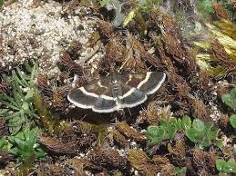 Image result for Pyrausta cingulata