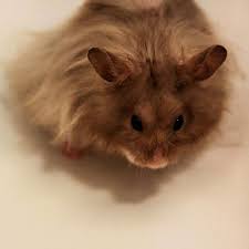 Teddy bears are the long haired variety of syrian hamsters. Teddy Bear Hamster Pet Ruby Hamster Cute Hamsters Bear Hamster
