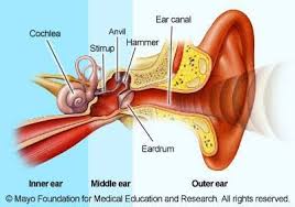 In mammals, the ear is usually described as having three parts—the outer ear, the middle ear and the inner ear. Middle Ear The Middle Ear Is Made Up Of The Eardrum And Three Small Bones Ossicles That Send The Movement Of The Eardrum Ear Anatomy Bones In Ear Middle Ear