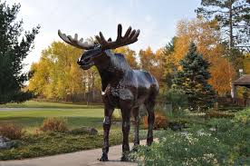 A male moose is called a bull, a female moose is called a cow, and a young moose is called a calf. 63 Flights To Moose Lake Minnesota Tripadvisor