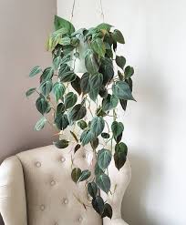 Philodendron Micans Tank Nar Min Skruttiga Reaplanta Har Vaxt Till Sig Plants Cactus House Plants Hanging Plants Indoor