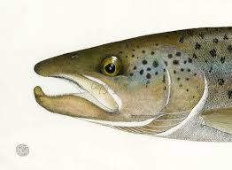 Landlocked Atlantic Salmon Stormtree Studio Free salmon head png images, head, head tube, skin head percussion instrument, smoked salmon, salmon, salmon as food, head teacher, head voice, salmon fillet. landlocked atlantic salmon