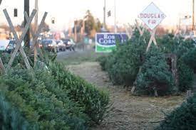 Christmas Tree Shopping What To Look For In A Real Christmas Tree