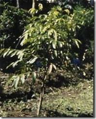 Rerata persentase adapun penelitian yang peneliti temukan dalam sumber pustaka hanya terkait ekstrak air kayu bidara laut. Bidara Laut Pwkotakdr