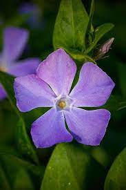 Five Petal Purple Flower April 09 Purple Flowers Beautiful Flowers Real Flowers