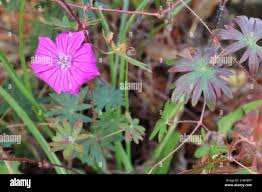 Image result for Geranium sanguineum Max Frei