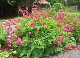 Dicentra formosa (luxuriant) 2 by katsu333. Dicentra Stauden Gange Ihr Pflanzen Online Shop