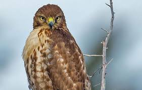 Other times you'll see them atop telephone poles, eyes fixed on the ground to catch the movements of a vole or a rabbit, or simply waiting out cold weather before climbing a thermal updraft into the sky. Six Quick Questions To Help You Identify Red Tailed Hawks Audubon