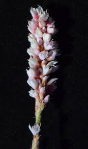 Image result for Persicaria meisneriana