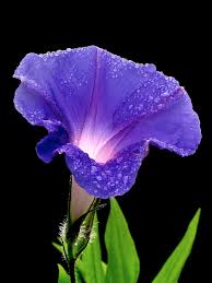 Image result for Turbina longiflora