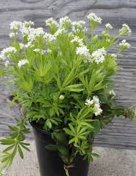 Image result for Galium