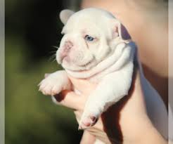 Get advice from breed experts and make a safe choice. View Ad French Bulldog Puppy For Sale Near California Hesperia Usa Adn 218414