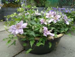 Small, compact clematis with beautiful, large deep lavender blue flowers. Clematis Filigree Taylors Clematis
