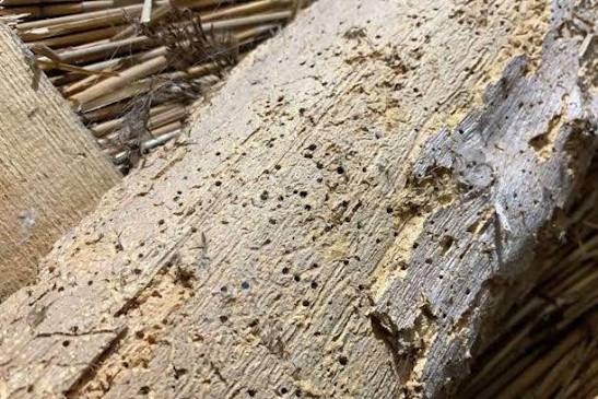 Woodworm | Pest Control Woodworm | Woodworm Exterminator