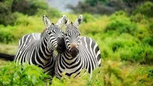 A intresting fact about animals for kids. Who Knew 5 Amazing Zebra Facts Lion World Travel