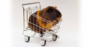 Adopt a rescue guinea pig through petcurious. Where To Buy Guinea Pigs Your Options And How To Choose