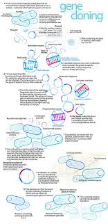 Es Que No Podia Haber Encontrado Una Imagen Mejor Sobre La Clonacion De Genes Buf Teaching Biology Dna Technology Molecular Genetics