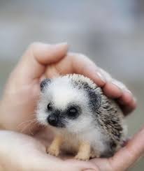 Cute Baby Animals In 2020 Cute Baby Animals Baby Animals Pictures Cute Animal Photos