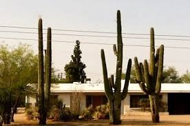 Saguaro cactus is an iconic symbol to the peoples and animals that are indigenous to the lands depicted in these westerns. How To Transplant A Large Cactus Succulent Alley