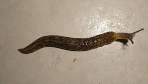 Unlike snails, slugs do not possess a protective shell that they can retract into when predators rear. Why Does Salt Kill Slugs Video And Explanation Here
